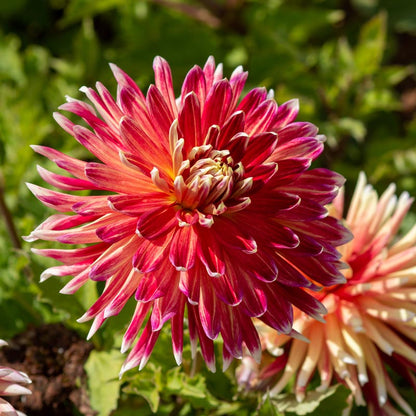 Dahlia Terrace - Tango - 2 bulbs p-pack (6749)