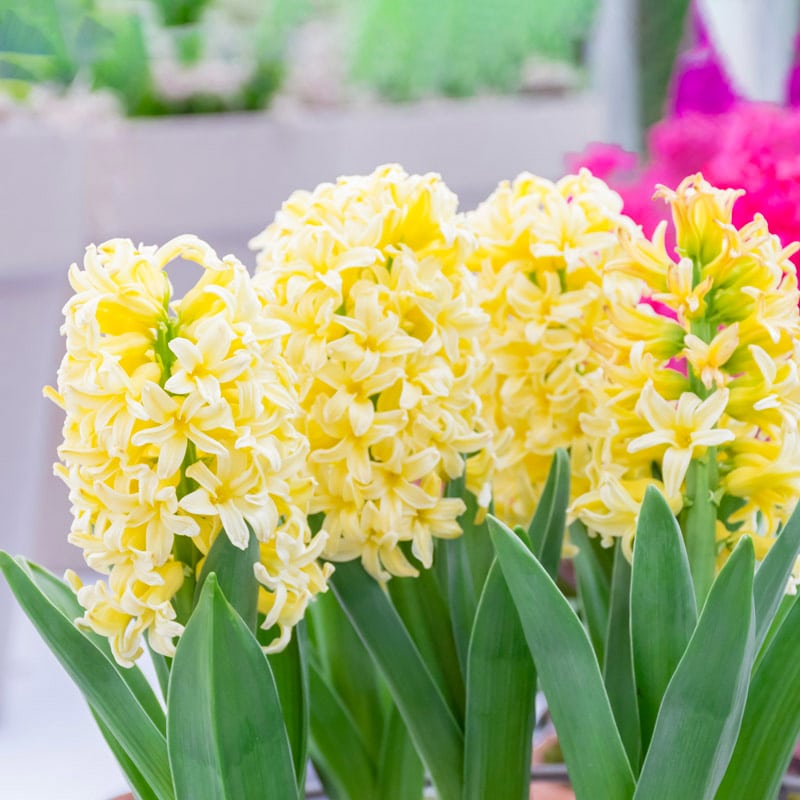 yellow-hyacinth